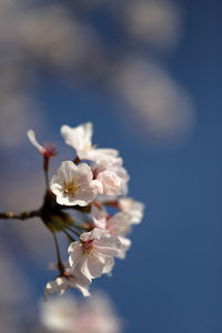 Close-up of white cherry blossom against sky