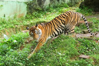 Tiger in a sunlight