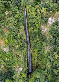 High angle view of trees in forest