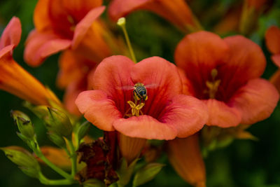 Close-up of insect on red flower