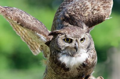 Close-up portrait of owl