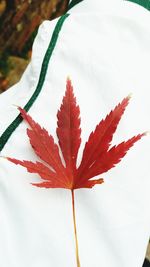 Close-up of red maple leaf