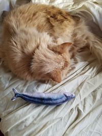 High angle view of cat lying on bed