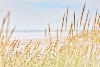 Close-up of grass on field against sea