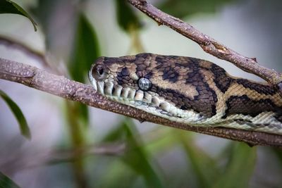 Close-up of carpet snake on branch