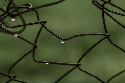 Close-up of raindrops on leaf