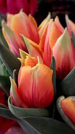 Close-up of red tulips