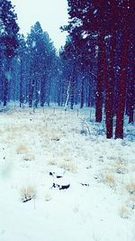 Scenic view of snow covered landscape