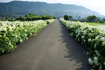 Country road with flowers planted on both the sides