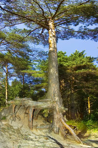 Trees in forest against sky