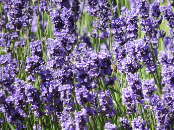 Close-up of purple flowering plants