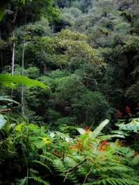 Plants and trees in forest