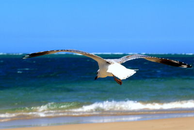 Bird flying over sea against clear sky