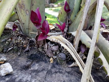 Close-up of lizard