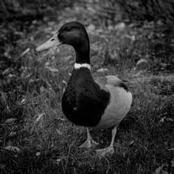 Close-up of duck on field