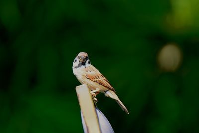 Close-up of bird perching outdoors