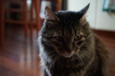 Close-up portrait of cat