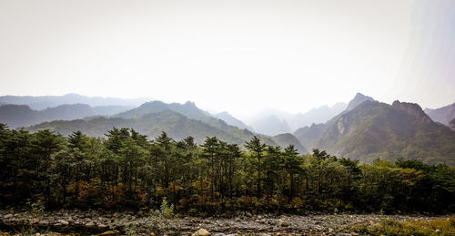 Trees on landscape against clear sky