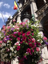 Low angle view of flowers