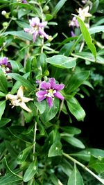 Close-up of purple flowers blooming outdoors