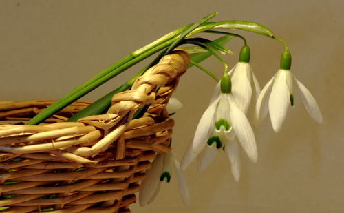 White flowers in basket against wall