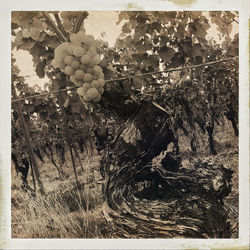 Close-up of grapes growing in vineyard