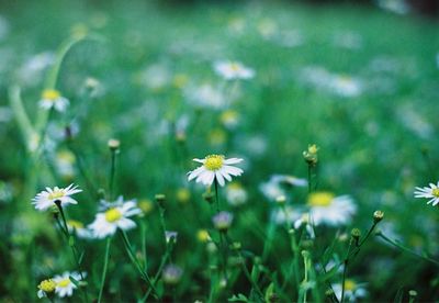 Close-up of daisy flowers on field