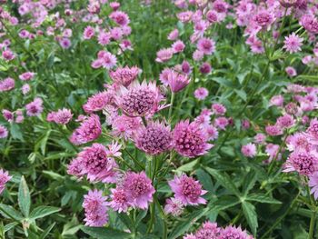 Close-up of pink flowering plants