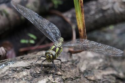 Close-up of insect on rock