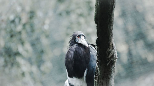 Close-up of bird perching on tree trunk