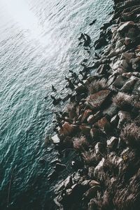 High angle view of jellyfish swimming in sea