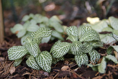 High angle view of green leaves on field