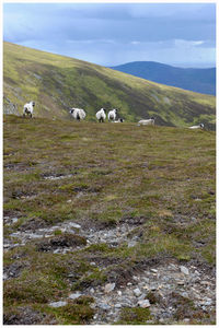 Sheep grazing on field against sky