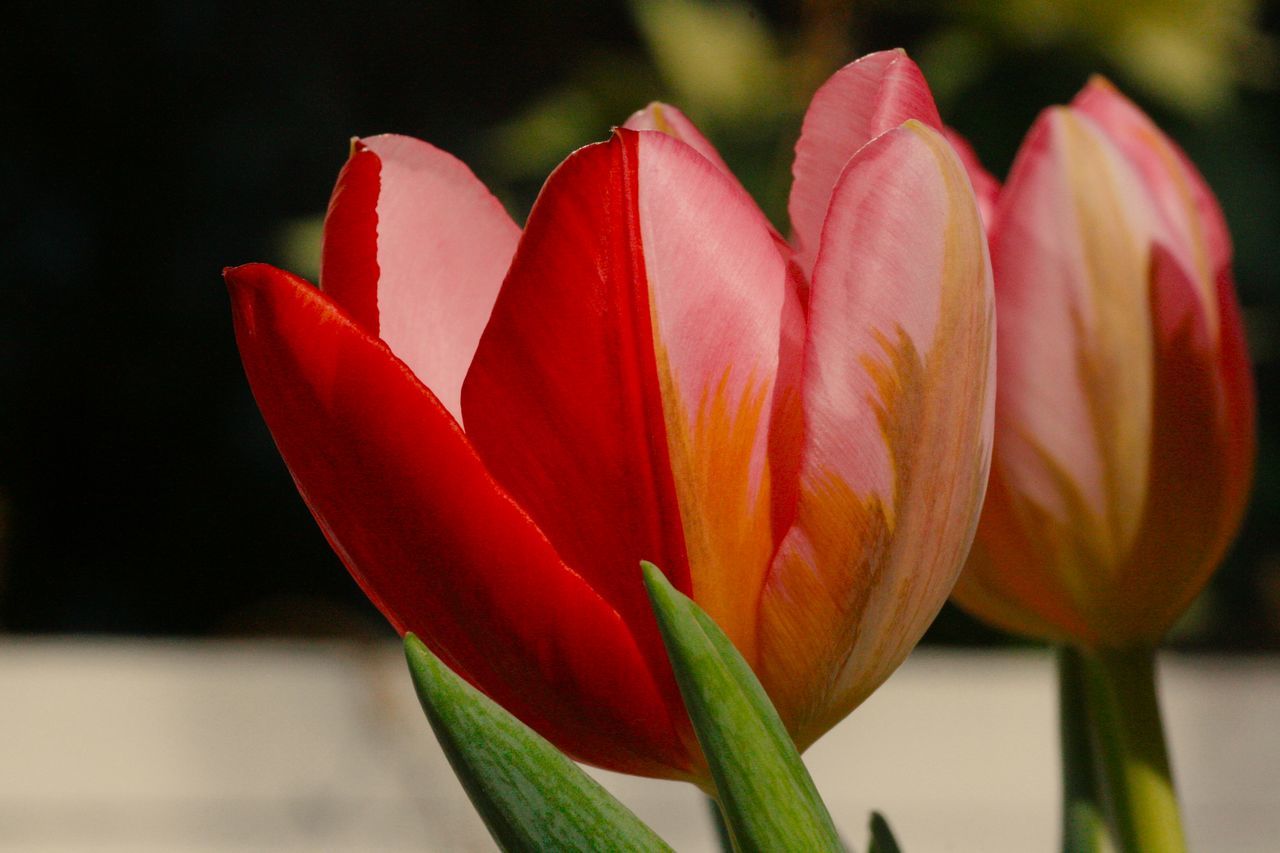 flower, flowering plant, plant, freshness, close-up, beauty in nature, tulip, petal, nature, fragility, red, flower head, inflorescence, macro photography, plant stem, no people, focus on foreground, growth, outdoors, leaf, bud, pink