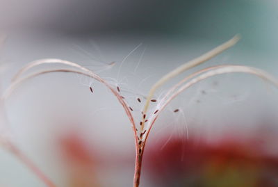 Macro shot of seeds on white flower