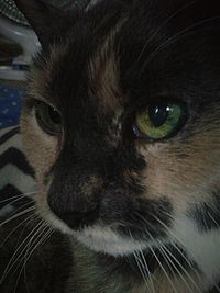 Close-up portrait of cat