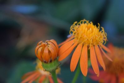 Close-up of yellow flower