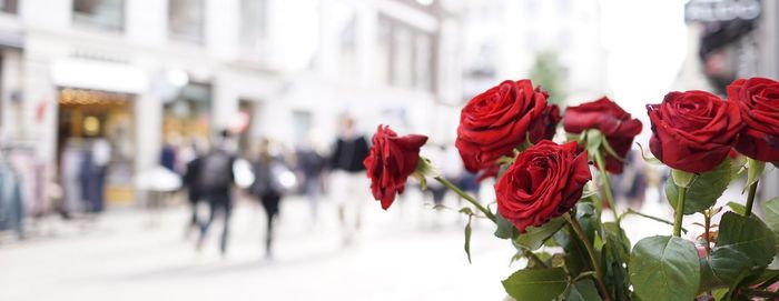 Close-up of red flowers against blurred background