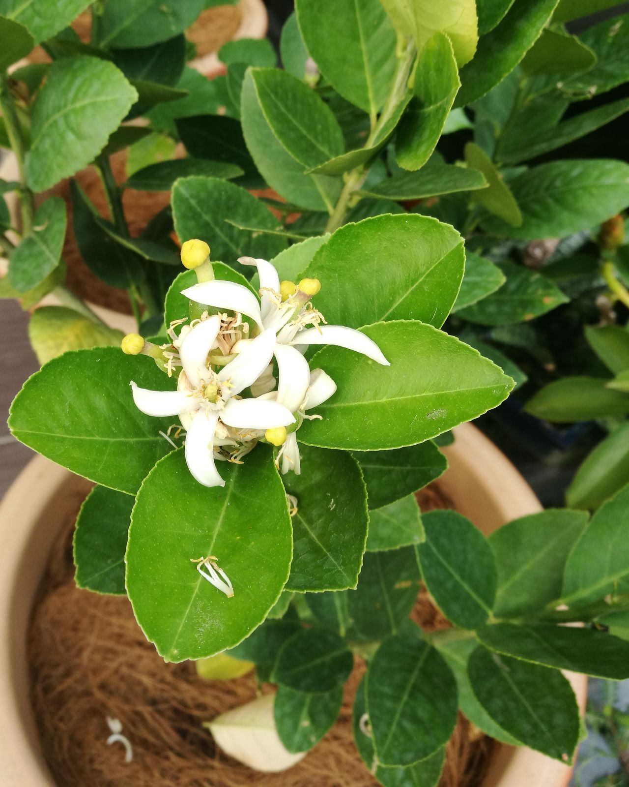 Flowers of lemon tree