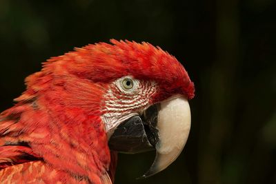 Close-up of parrot