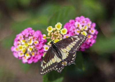 Close-up of butterfly pollinating on flower