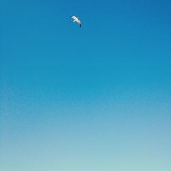 Low angle view of birds flying against clear blue sky