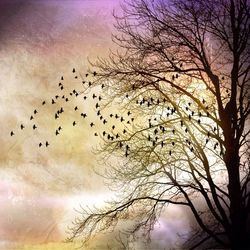 Low angle view of bare trees against sky