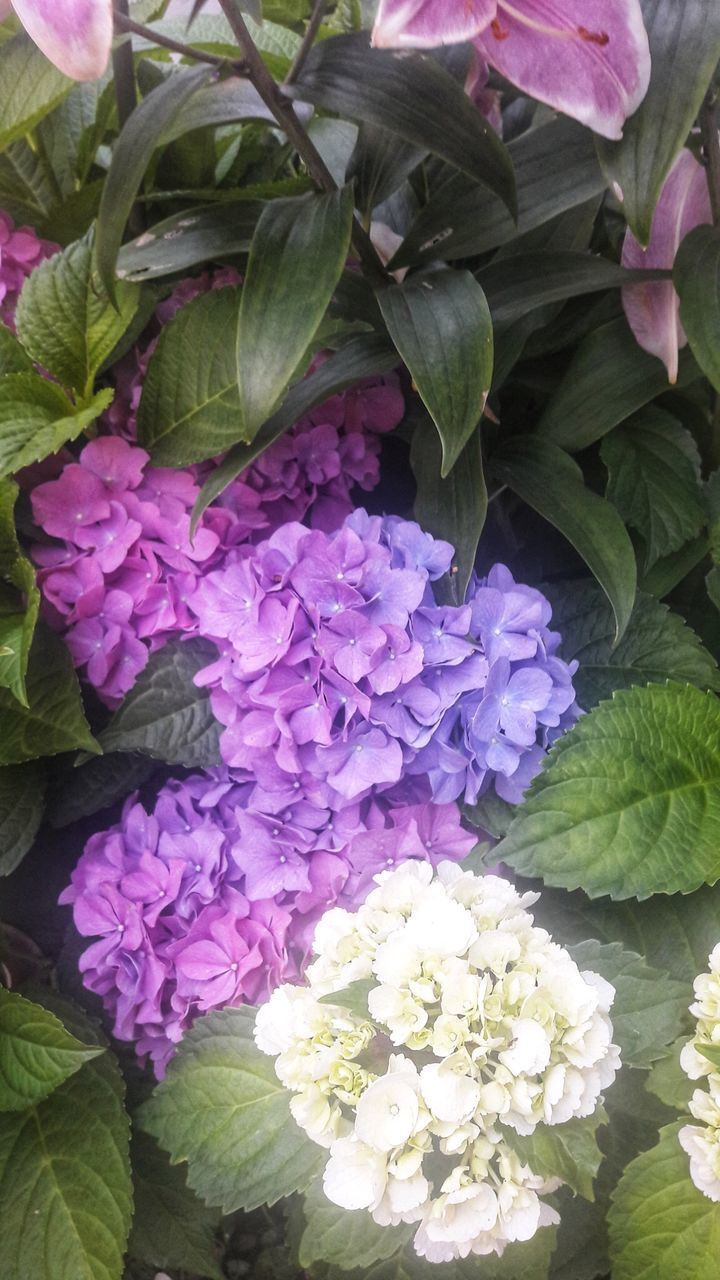 CLOSE-UP OF PINK FLOWERING PLANTS