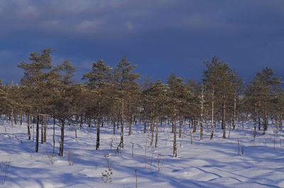 Trees on snow covered field against sky