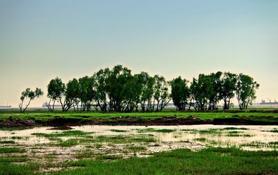 Trees on field against clear sky