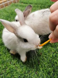 Close-up of hand holding rabbit by grass