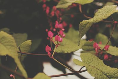 Close-up of fresh green leaves on plant