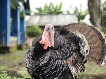 Close-up of a bird