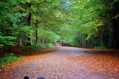 Road amidst trees during autumn